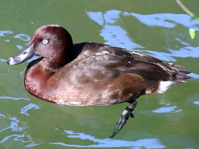 Смотреть фото Мадагаскарский нырок Фото Мадагаскарский нырок