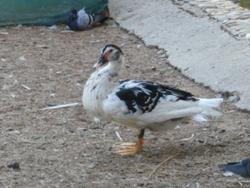 Смотреть фото Мускусная утка Фото Мускусная утка