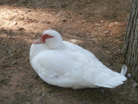 Смотреть фото Мускусная утка Фото Мускусная утка