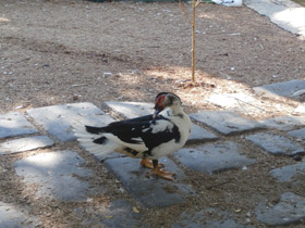 Смотреть фото Мускусная утка Фото Мускусная утка