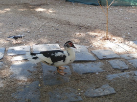 Смотреть фото Мускусная утка Фото Мускусная утка