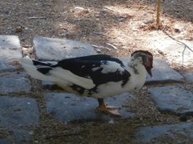 Смотреть фото Мускусная утка Фото Мускусная утка