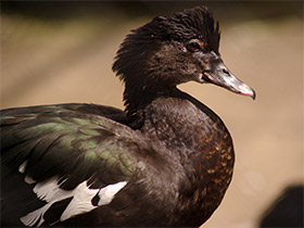 Смотреть фото Мускусная утка Фото Мускусная утка