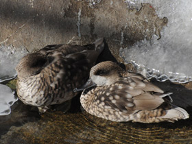 Смотреть фото Мраморный чирок Фото Мраморный чирок