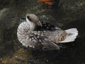 Смотреть фото Мраморный чирок Фото Мраморный чирок
