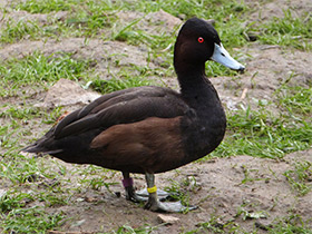 Смотреть фото Красноглазый нырок Фото Красноглазый нырок