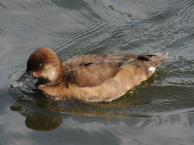 Смотреть фото Красноносый нырок Фото Красноносый нырок