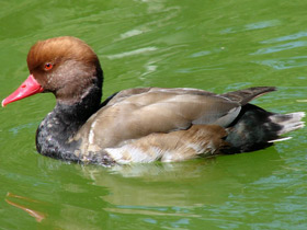 Смотреть фото Красноносый нырок Фото Красноносый нырок