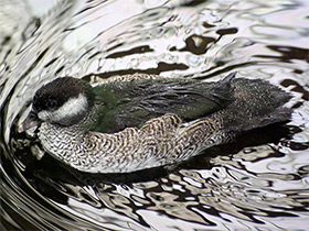 Смотреть фото Австралийский блестящий чирок Фото Австралийский блестящий чирок