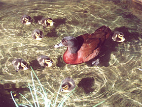 Смотреть фото Утка Хартлауба Фото Утка Хартлауба