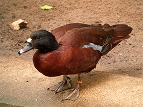 Смотреть фото Утка Хартлауба Фото Утка Хартлауба