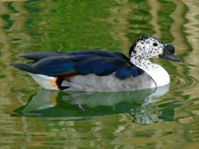 Гребенчатая утка Гребенчатая утка