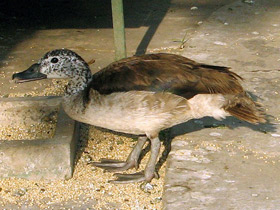 Смотреть фото Гребенчатая утка Фото Гребенчатая утка