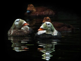 Смотреть фото Обыкновенная гага Фото Обыкновенная гага