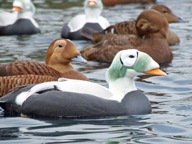 Смотреть фото Обыкновенная гага Фото Обыкновенная гага