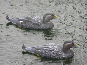 Смотреть фото Патагонская утка-пароход Фото Патагонская утка-пароход