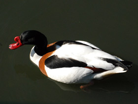 Смотреть фото Пеганка Фото Пеганка