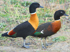 Фото Австралийский огарь