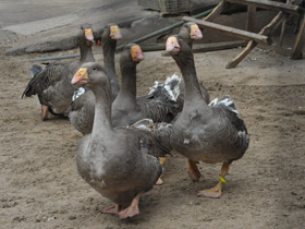 Смотреть фото Тульский бойцовый гусь Фото Тульский бойцовый гусь