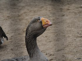 Смотреть фото Тульский бойцовый гусь Фото Тульский бойцовый гусь