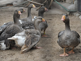 Смотреть фото Тульский бойцовый гусь Фото Тульский бойцовый гусь