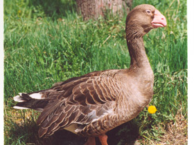 Смотреть фото Тульский бойцовый гусь Фото Тульский бойцовый гусь