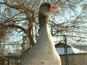 Смотреть фото Серый гусь Фото Серый гусь