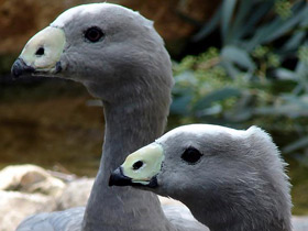 Фото Куриный гусь