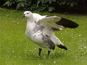 Смотреть фото Обыкновенный магелланов гусь Фото Обыкновенный магелланов гусь