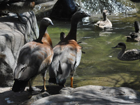 Смотреть фото Сероголовый маггеланов гусь Фото Сероголовый маггеланов гусь