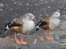 Смотреть фото Гривистый гусь Фото Гривистый гусь
