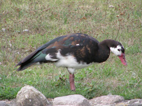 Фото Шпорцевый гусь
