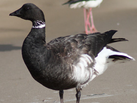 Смотреть фото Чёрная казарка Фото Чёрная казарка