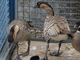 Фото Гавайская казарка