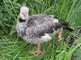 Смотреть фото Хохлатая паламедея Фото Хохлатая паламедея