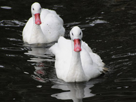 Смотреть фото Коскороба Фото Коскороба