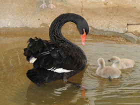 Смотреть фото Черный лебедь Фото Черный лебедь