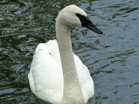 Смотреть фото Чья семья самая дружная? Самые верные животные Фото Чья семья самая дружная? Самые верные животные