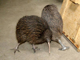 Смотреть фото Южный киви Фото Южный киви