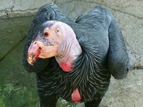 Фото Калифорнийский кондор