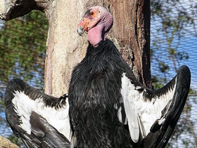 Фото Калифорнийский кондор