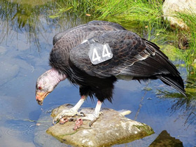 Фото Калифорнийский кондор