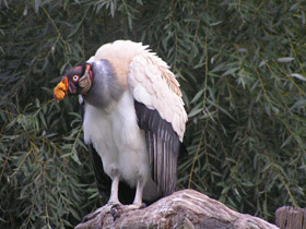 Смотреть фото Королевский гриф Фото Королевский гриф