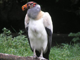 Смотреть фото Королевский гриф Фото Королевский гриф