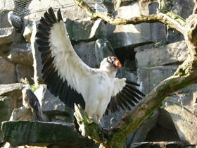 Смотреть фото Королевский гриф Фото Королевский гриф