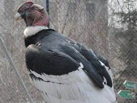 Смотреть фото Андский кондор Фото Андский кондор
