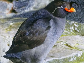 Большая конюга Большая конюга