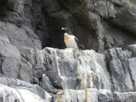 Смотреть фото Гагарка Фото Гагарка