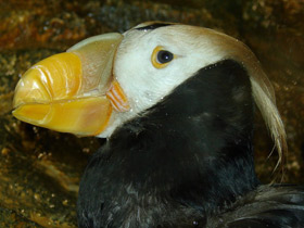 Смотреть фото Пернатые хозяева скал Фото Пернатые хозяева скал