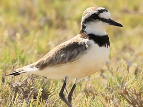 Смотреть фото Мадагаскарский зуёк Фото Мадагаскарский зуёк